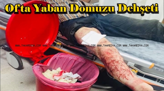 Trabzon'da Domuz Dehşeti 1 Yaralı
