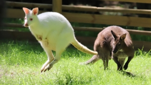 Valabi kanguruları, Ormanya ailesine katıldı