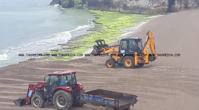 Kandıra sahillerinden 10 kamyon yosun toplandı