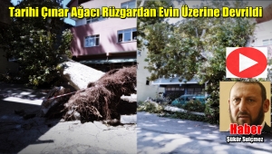 Beykoz Tokatköy'de Dev Çınar Ağacı Evin Üzerine Devrildi
