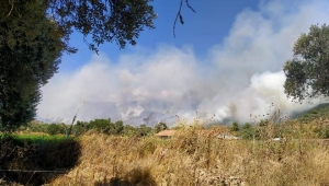 Milas'ta Ormanlık Alanda Yangın çıktı