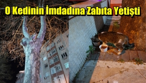 Ağaçta Mahsur Kalan Kedi'ye Zabıta'dan Şevkat Eli