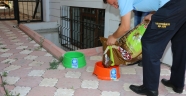 Eyüp Belediyesi sokak hayvanları için su kabı dağıttı!