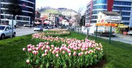 Trabzon çiçek bahçesi Gibi...