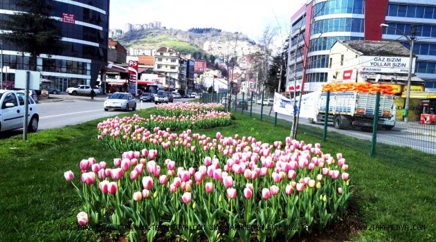 Trabzon çiçek bahçesi Gibi...